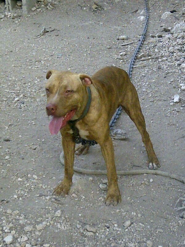 Photo of the dog