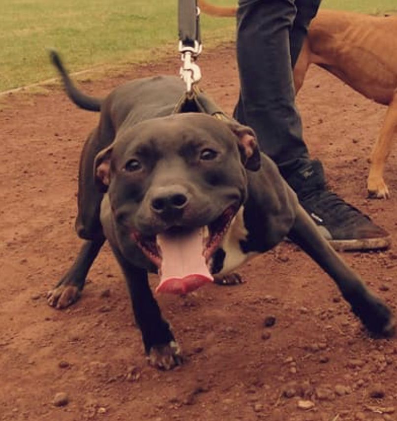 Photo of the dog