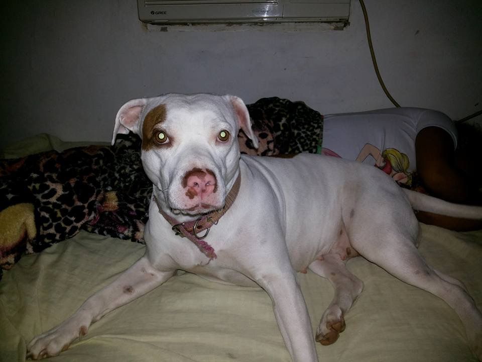 Photo of the dog