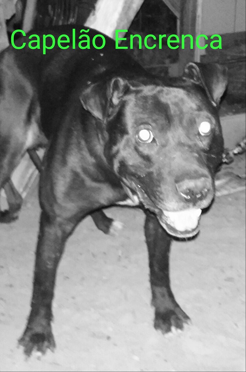 Photo of the dog