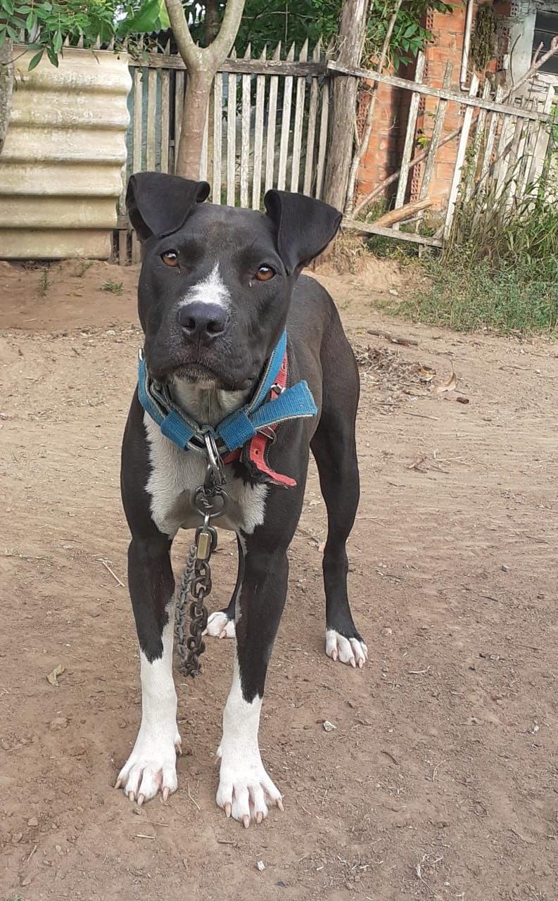Photo of the dog