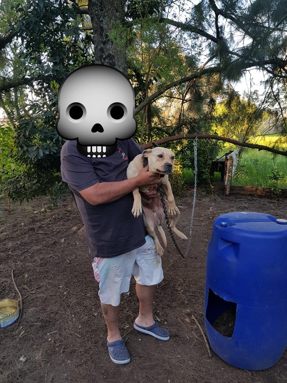 Photo of the dog