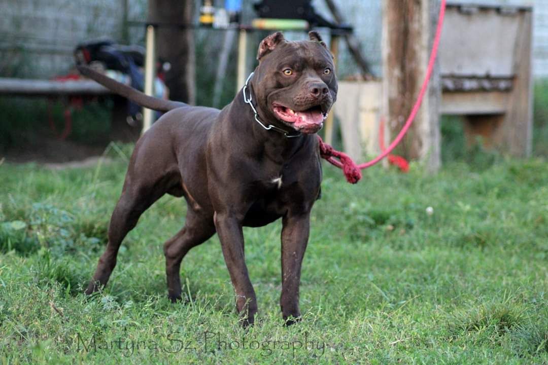 Photo of the dog