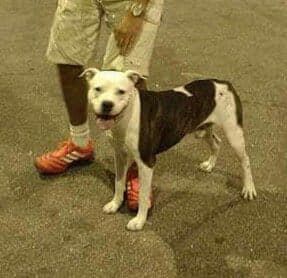 Photo of the dog