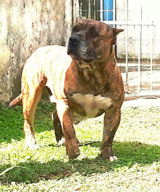 Photo of the dog