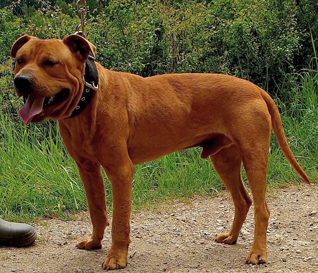 Photo of the dog