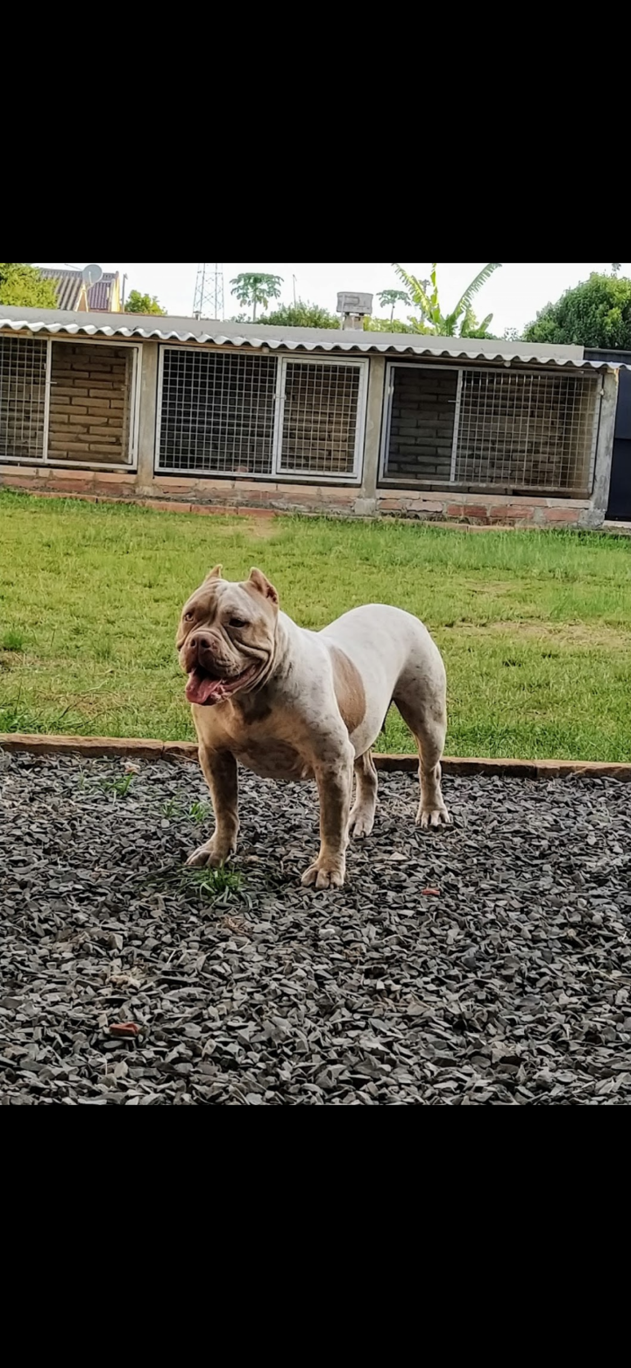 Photo of the dog