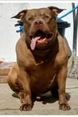 Photo of the dog