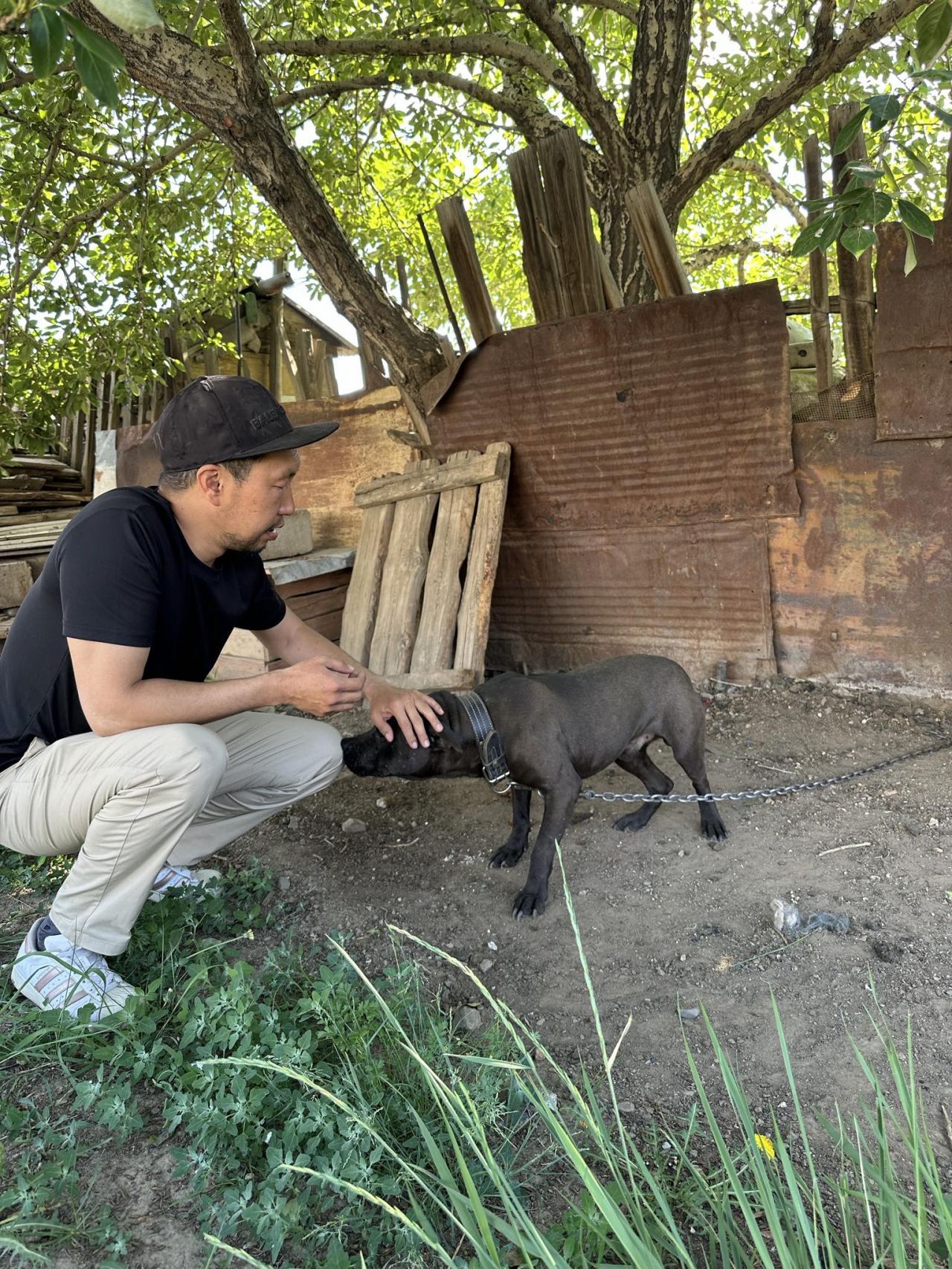 Photo of the dog