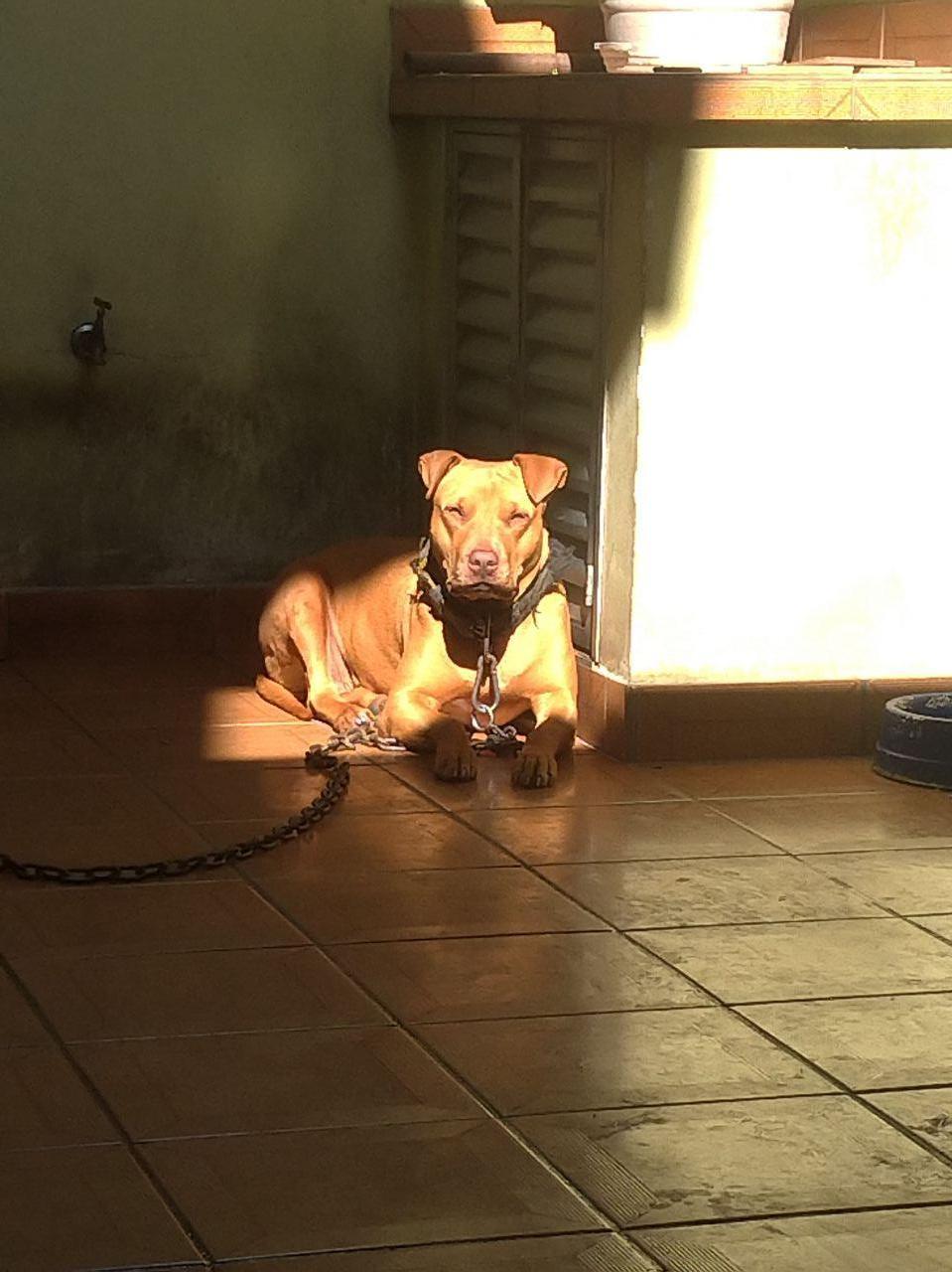 Photo of the dog