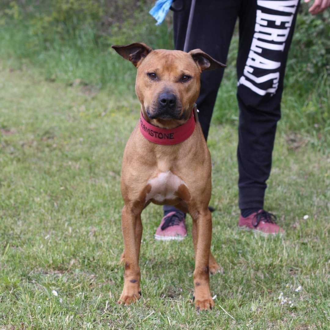 Photo of the dog