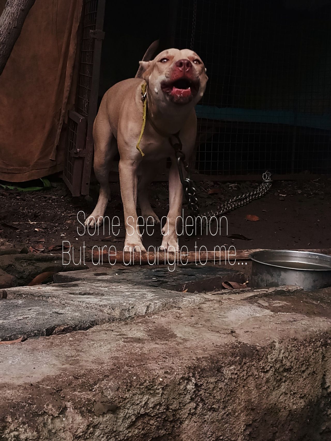 Photo of the dog