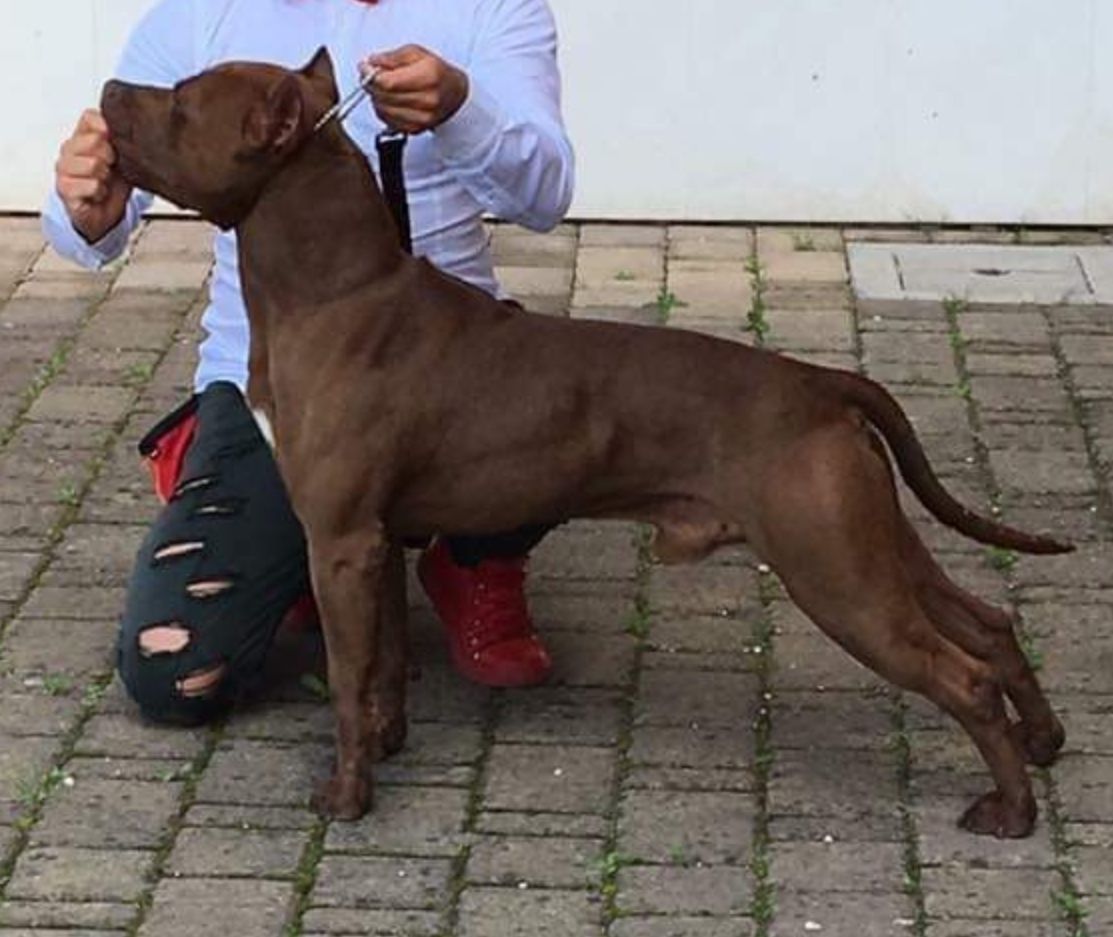 Photo of the dog