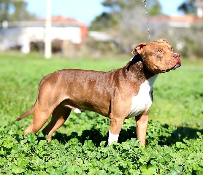 Photo of the dog