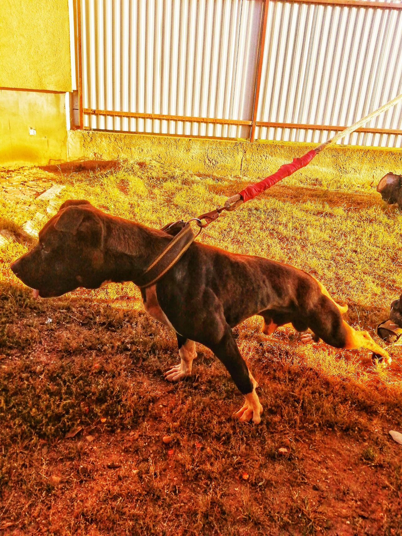 Photo of the dog