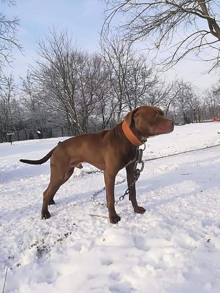 Photo of the dog