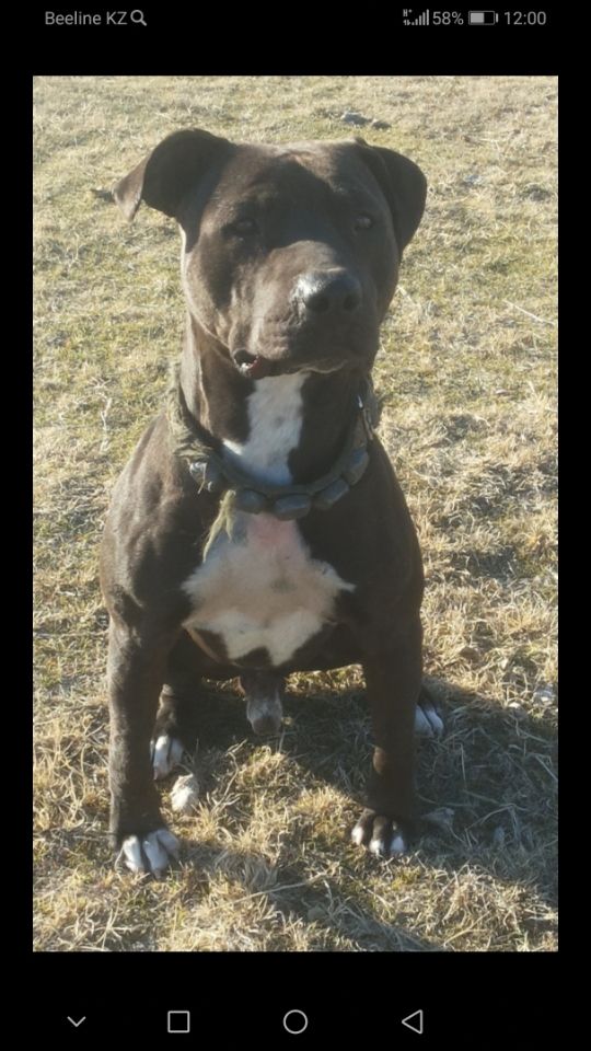 Photo of the dog