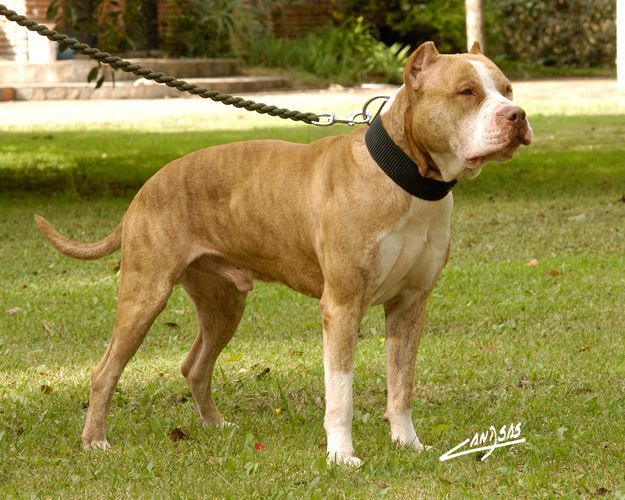 Photo of the dog