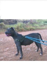 Photo of the dog
