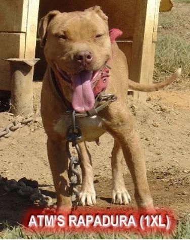 Photo of the dog