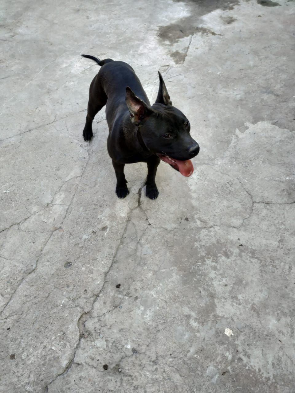 Photo of the dog