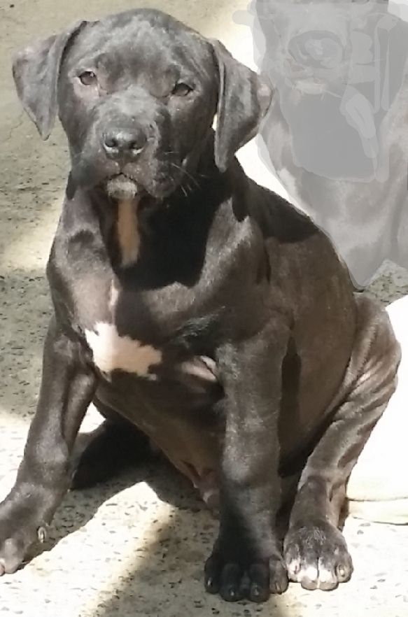 Photo of the dog