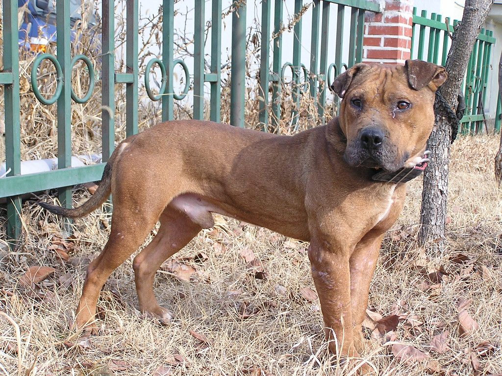 Photo of the dog