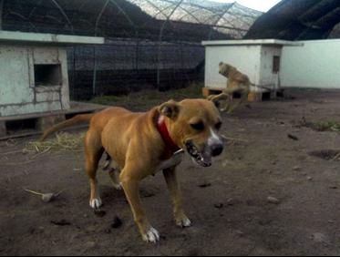 Photo of the dog