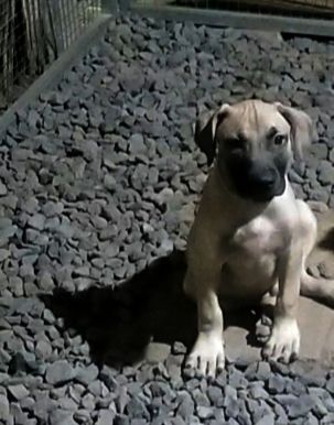 Photo of the dog