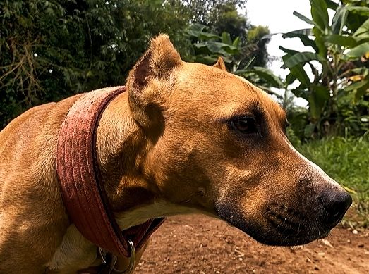 Photo of the dog