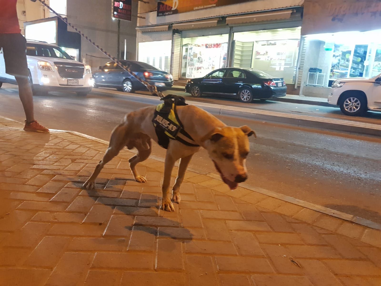 Photo of the dog