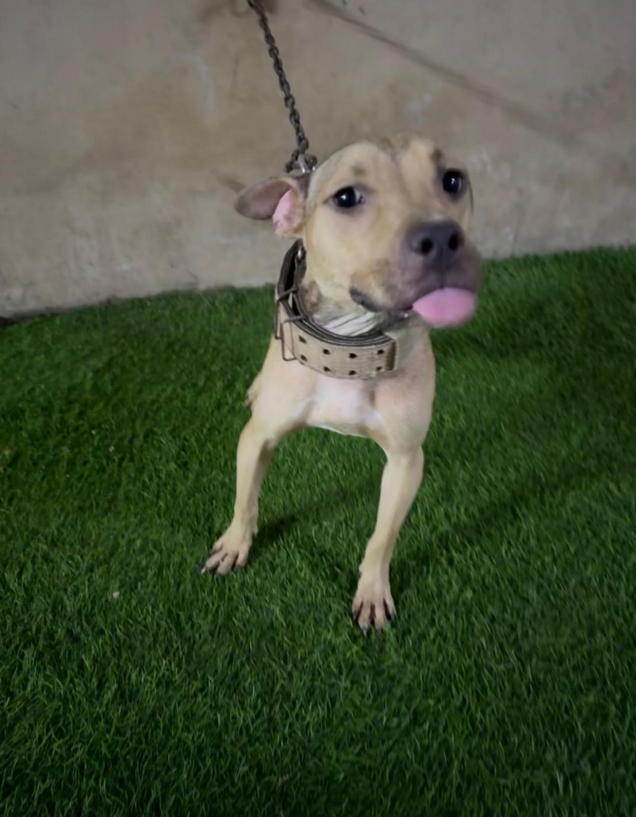 Photo of the dog
