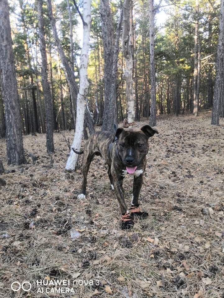 Photo of the dog