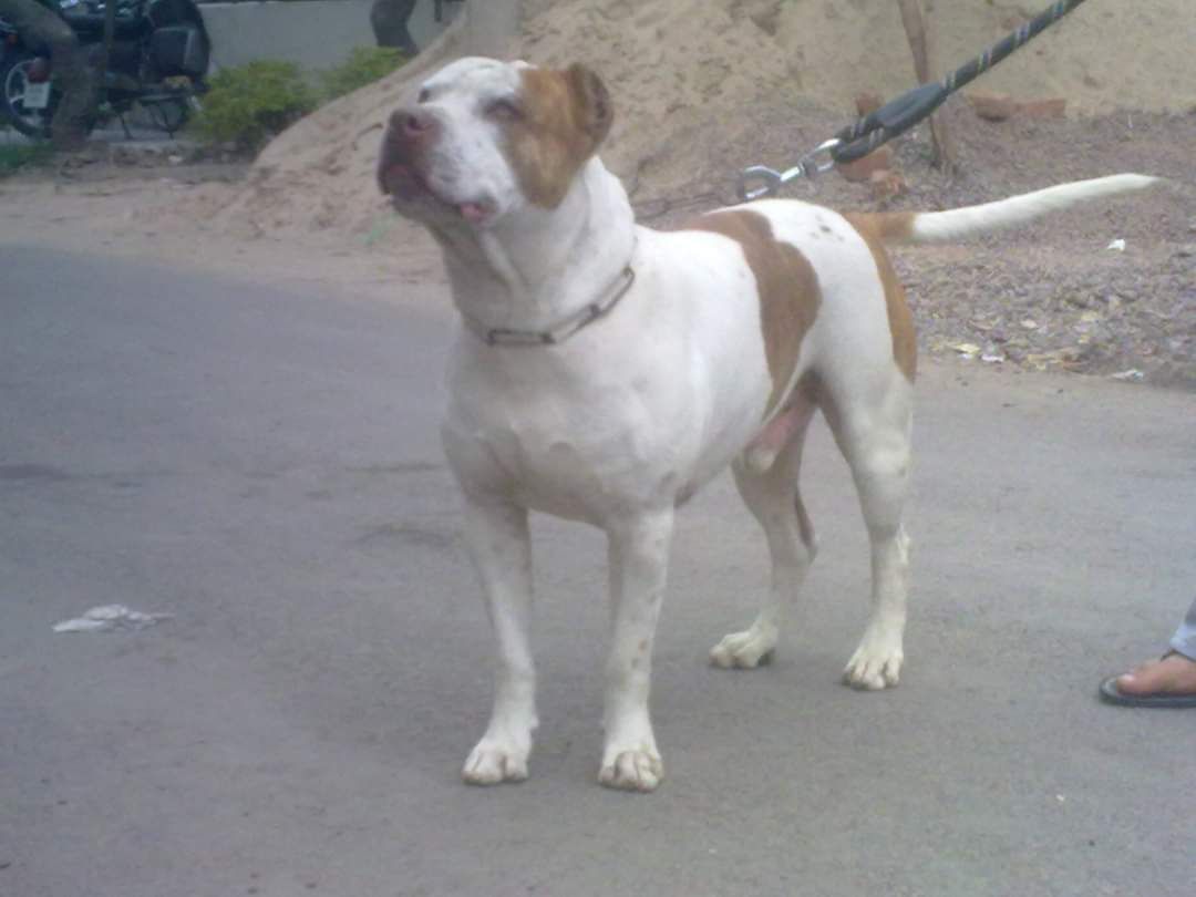Photo of the dog