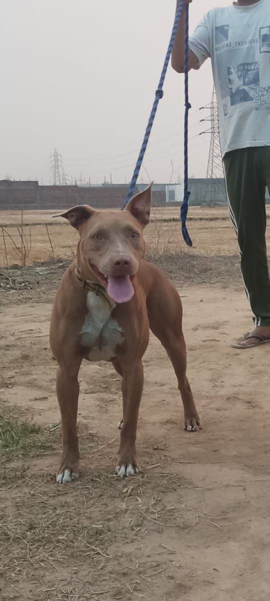 Photo of the dog