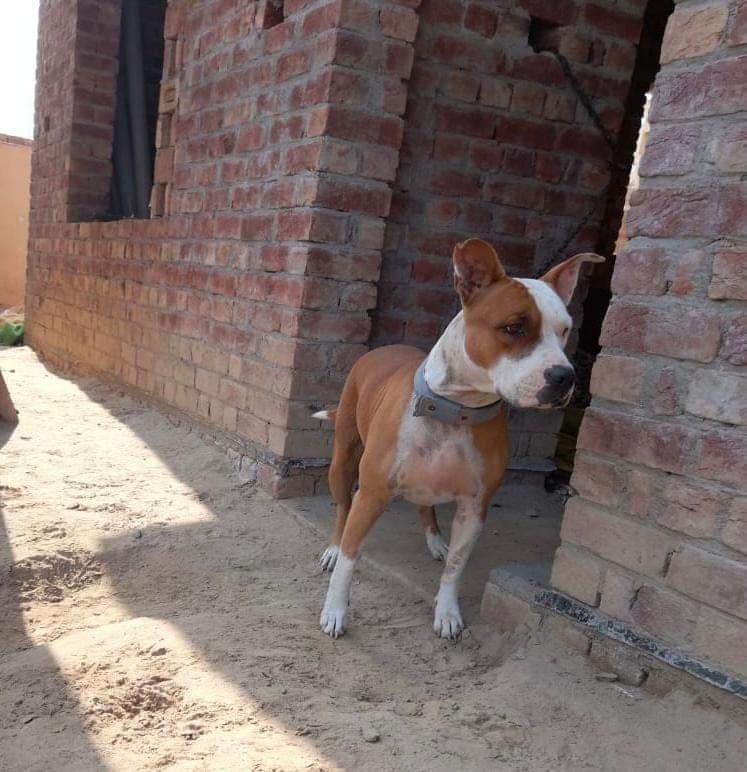 Photo of the dog