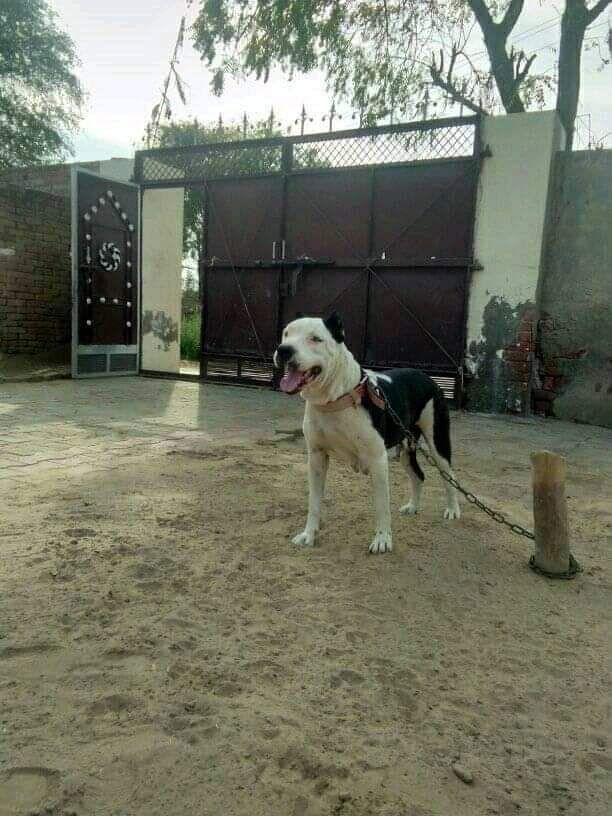 Photo of the dog