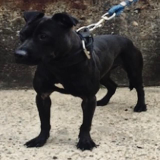 Photo of the dog