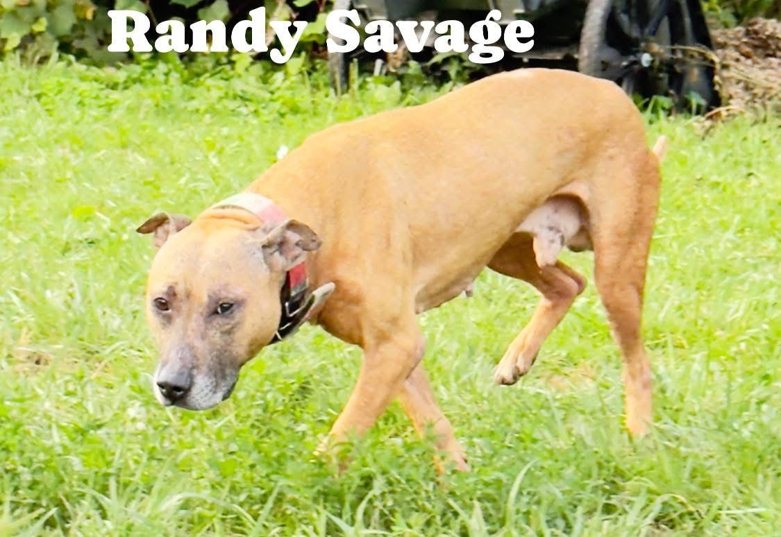 Photo of the dog