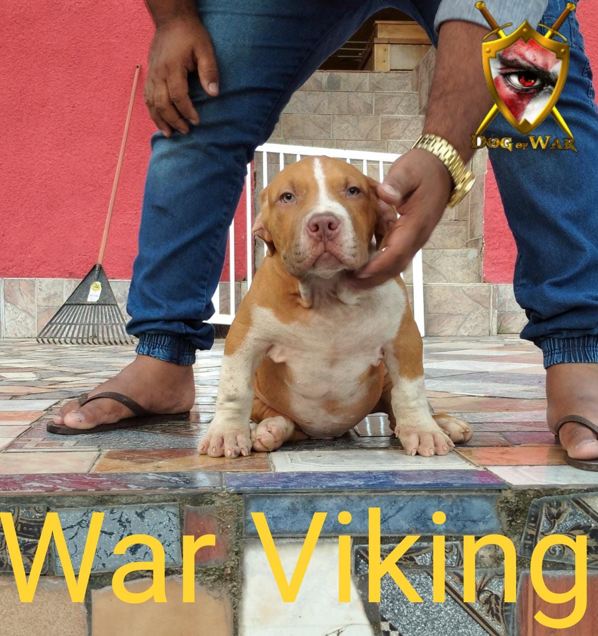 Photo of the dog