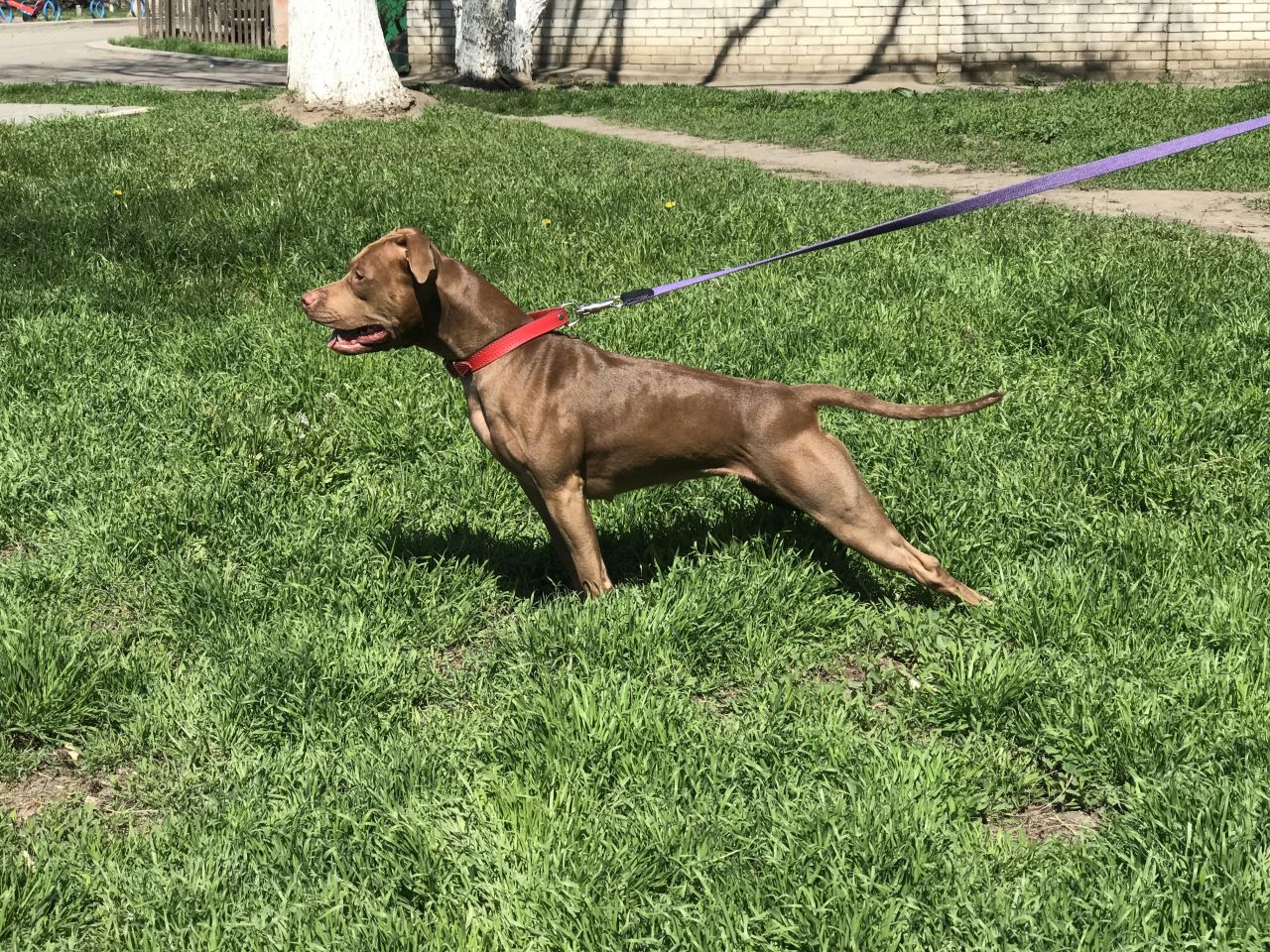 Photo of the dog
