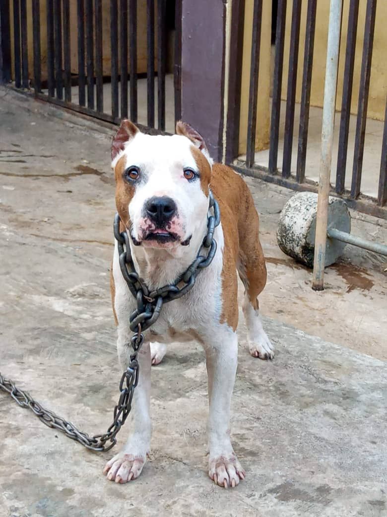 Photo of the dog
