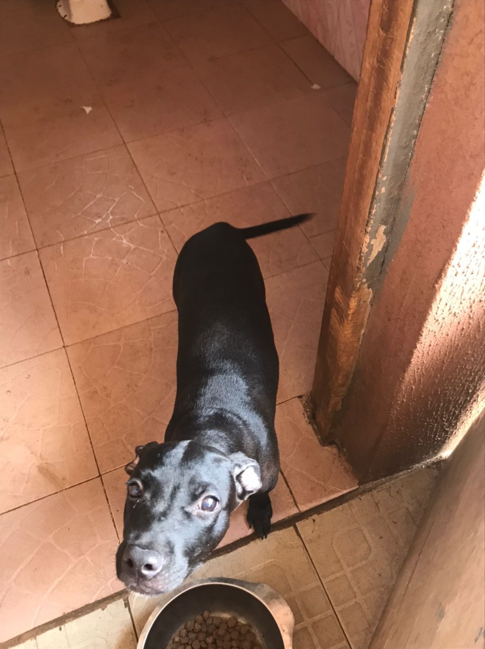 Photo of the dog