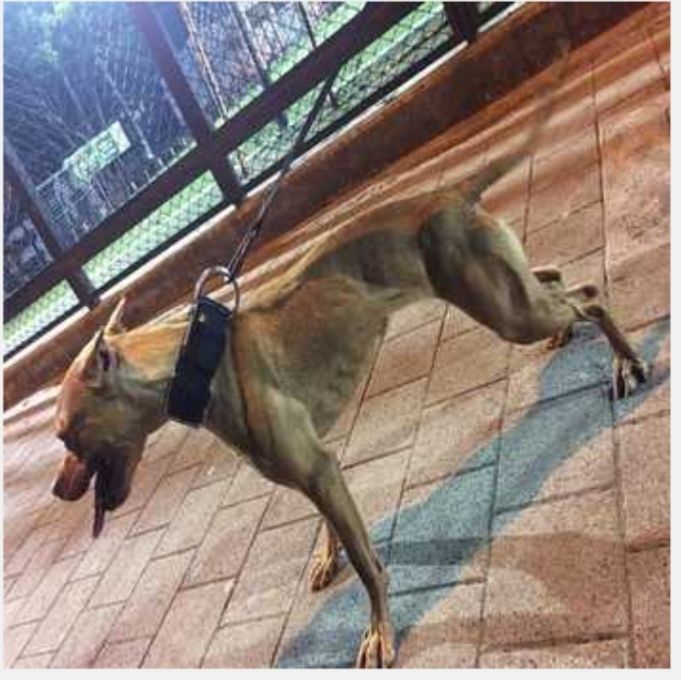 Photo of the dog