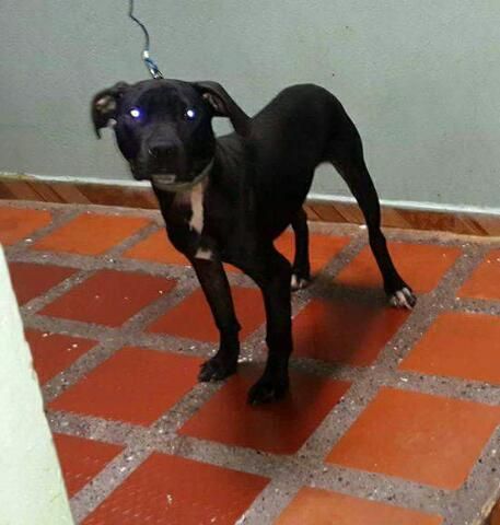 Photo of the dog