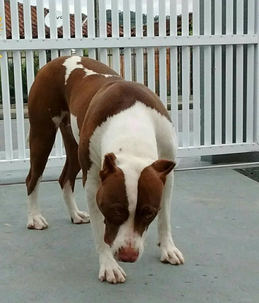 Photo of the dog