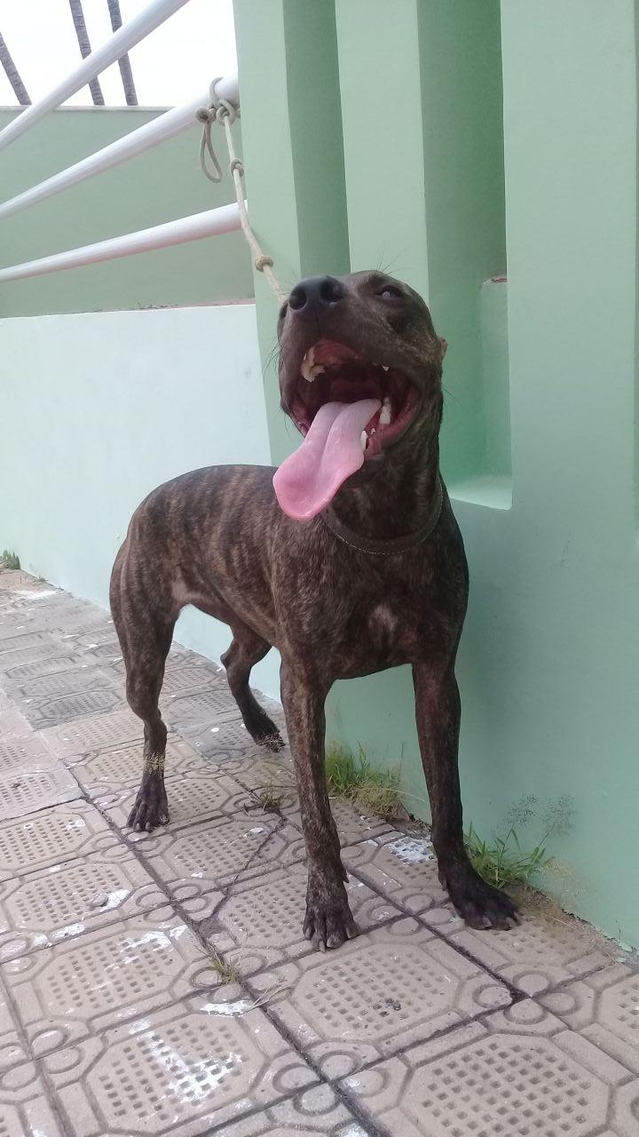 Photo of the dog