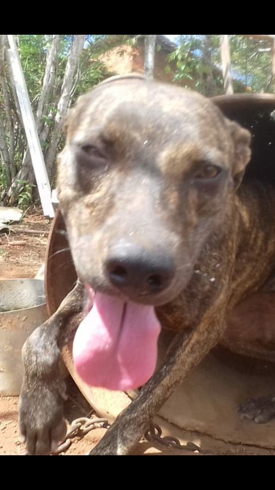 Photo of the dog