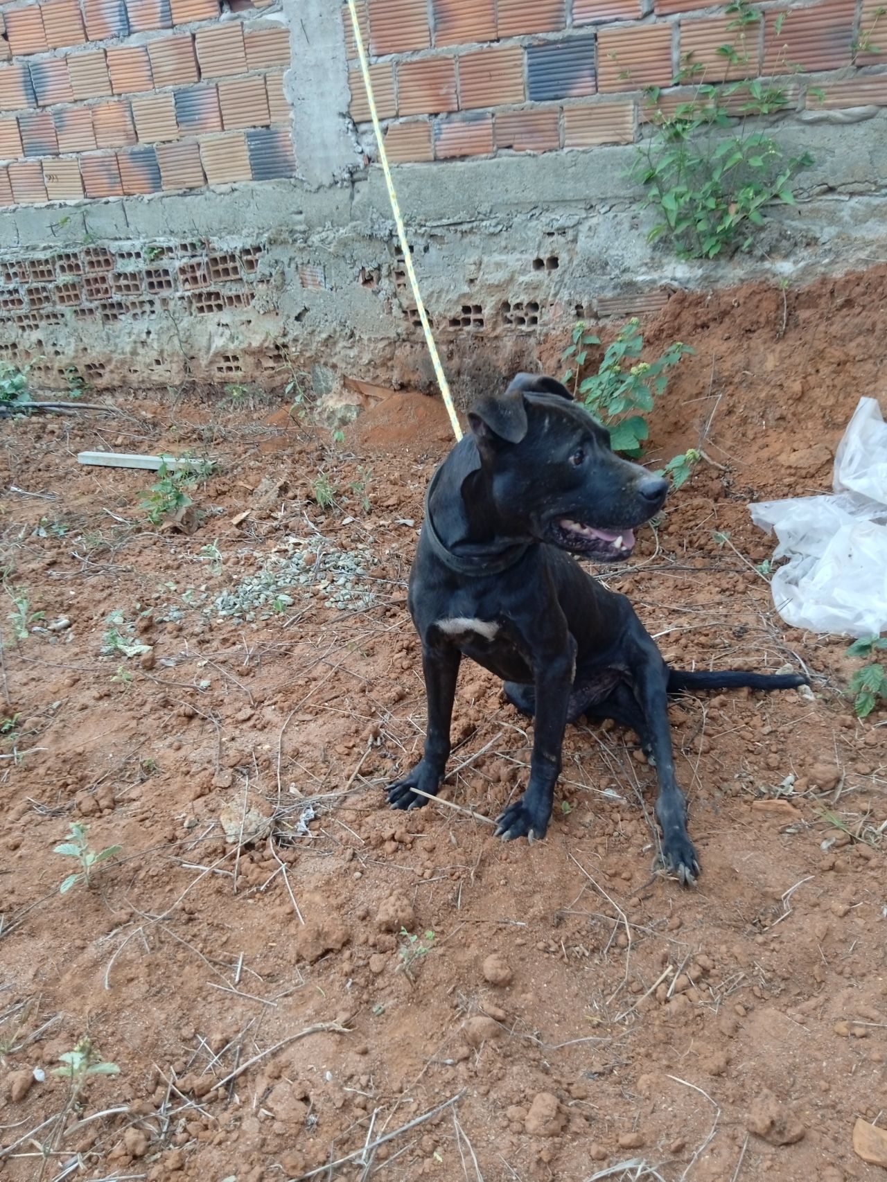 Photo of the dog