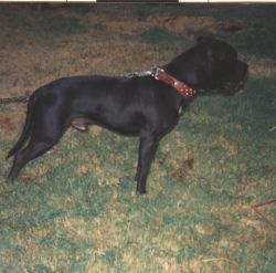 Photo of the dog
